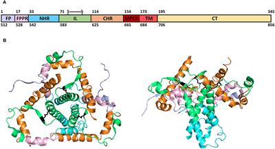 HIV Transmembrane Glycoprotein Conserved Domains and Genetic Markers Across HIV-1 and HIV-2 Variants